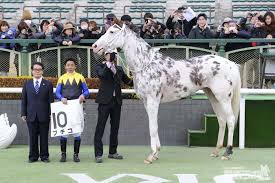ブチコ１１月にも実戦復帰へ デイリースポーツ online 競走馬 黒い馬 サラブレッド