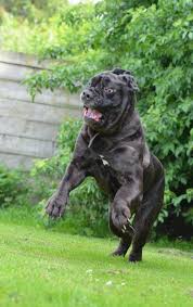 Fotograf Oyun Memeli Yuz Omurgali Komik Cilgin Tuhaf Kopek Turu Safkan Kopek Bekci Kopegi Buyuk Kopek Bullmastiff Memeli Gibi Kopek Etobur Kopek Cins Grubu Olde Ingilizce Bulldogge Baston Kemigi Neopolitan Mastiff