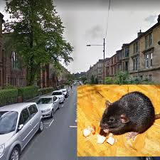 A single rat leaves between 10 and 30 pellets a day. City Faces Huge Rat Infestation Admits Glasgow Councillor Glasgow Live