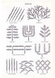 Maybe you would like to learn more about one of these? Aspalier Espalier Fruit Trees Pruning Fruit Trees Fruit Trees