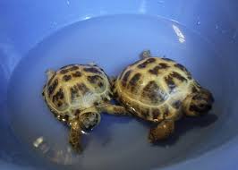 سلحفاة في المنزل الأسئلة الشائعة Zooafisha أنواع السلاحف البرية العيش في الطبيعة