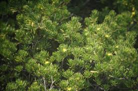 Image result for Surianaceae