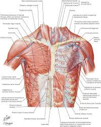 The abdomen (colloquially called the belly, tummy, midriff or stomach) is the part of the body between the thorax (chest) and pelvis, in humans and in other vertebrates. Clinical Anatomy And Recipient Vessel Selection In The Chest Abdomen Groin And Back Plastic Surgery Key