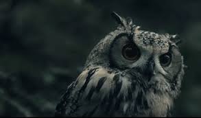 Owls can live up to 25 years old. Rcow Q Can I Keep An Owl As A Pet In North Carolina