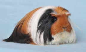 Výsledek obrázku pro morče angorské