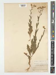 Image result for Pseudoconyza viscosa