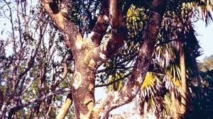 Image result for Zygophyllaceae