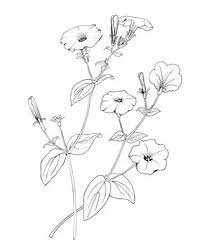 Petunia Drawing Images – Browse 2,493 Stock Photos, Vectors, And Video |  Adobe Stock