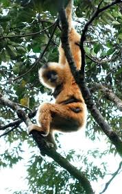 35 Of The World S Rarest Animals Rare Animals Animals Endangered Animals