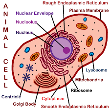 Maybe you would like to learn more about one of these? 32 Animal Cell Diagram To Label Label Design Ideas 2020