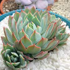 And this is what this light system comes to offer. Best Grow Lights Reviewed By Succulent Lovers Succulent City