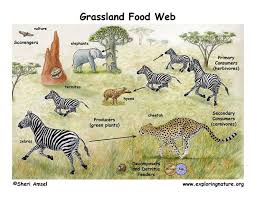 An Ecosystem Is A Community Of Living And Non Living Things That Function Together Within An Eco System Organis Grassland Habitat Ecosystems Diorama Food Web