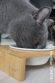 pin auf piupet cat katzenbedarf