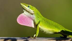 Green Anole Care Sheet Everything You Need To Know Everything Reptiles