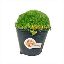 As one of the hardiest plants for between pavers, creeping jenny grows in usda zones two through ten. Irish Moss Green Japan