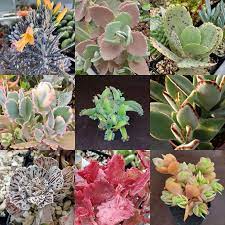Kalanchoe Mixed Seeds Sunnyplants Com Seeds For Sale Succulents Seeds