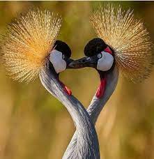 7 animals who belong to their partners forever most beautiful birds nature birds beautiful birds