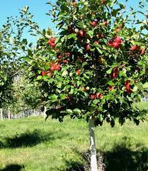 How to prune an apple tree! Honeycrisp Apple Tree Apple Tree Apple Tree From Seed Trees To Plant