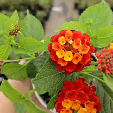 Image result for Lantana