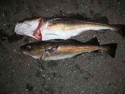 Cod (marine fish of the family gadidae). Dorsche Am Tiessenkai In Kiel Angelfuhrer Deutschland