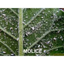 Image result for mospilan prodej