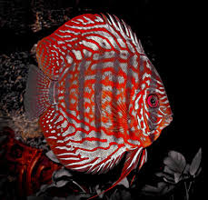 Pin On Something Fishy