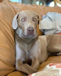 What is the best eye makeup for blue eyes? Weimaraner Everything You Need To Know Pettime
