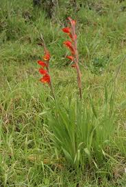 Image result for Gladiolus dalenii