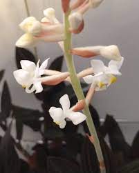 Jewel Orchid Plant Video Jewel Orchid Beautiful Orchids Unusual Flowers