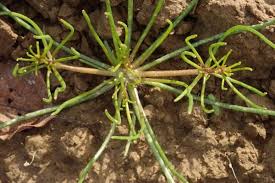 Image result for Spergula arvensis