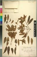 Image result for Terminalia sericea ×  trichopoda