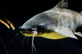 catfish poisson chat catfish fish pet animals
