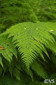 Image result for Cycnium filicalyx