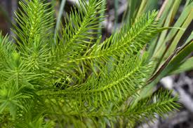 Image result for Callitris