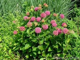 Image result for Asclepias