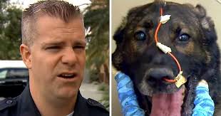 K9 Gets Shot In Head During A Chase Turns To Face His Handler And Collapses I Love My Dog So Much
