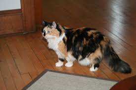 bella norwegian forest cat norwegian forest cat forest cat norwegian forest