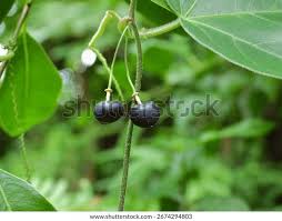 Image result for Passiflora suberosa