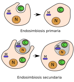 Origen de los cloroplastos según la teoría endosimbiótica