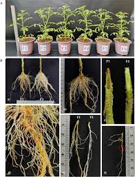 Image result for tomato seedling fusarium wilt