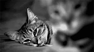 Https Encrypted Tbn0 Gstatic Com Images Q Tbn 3aand9gcqkhbheadloga0d3jyejnb6i7ehrzz4lb0iwa Usqp Cau