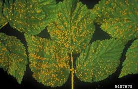 You should water raspberry plants once a week if. Raspberry Diseases And Pests Description Uses Propagation