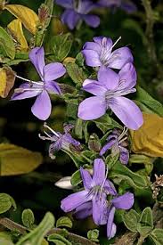 Image result for Barleria obtusa