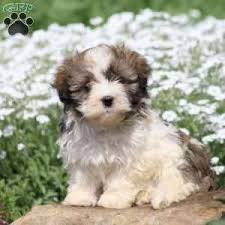 Havanese puppies born and raised under our roof, 6 yr guarantee, health tested parents about our havanese puppies. Havanese Puppies For Sale Greenfield Puppies Havanese Puppies For Sale Havanese Puppies Puppies