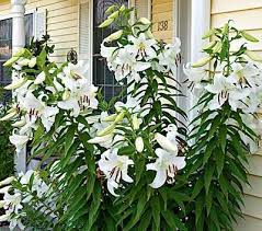 Casablanca Lilies Bloom In May June Here In Atl And Will Get About 5 6 Feet Tall White Flower Farm Beautiful Gardens Oriental Lily
