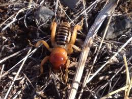 Camel crickets pose no threat to humans, but like other crickets, they could potentially feed on your clothing or curtains. Jack Greene Author At Wild About Utah Page 2 Of 19