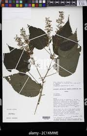 Image result for Triumfetta cordifolia