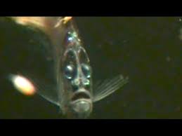 The fish of the deep sea are among the most elusive and unusual looking creatures on earth. Surprised Looking Deep Sea Fish With Strange Light Organs Rare Video Youtube