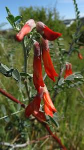 Image result for Lessertia pauciflora