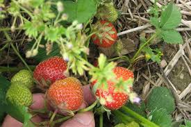 Cara merawat pohon strawberry agar cepat berbuah lebat · 1. Tips Dan Cara Menanam Stroberi Di Rumah Cepat Berbuah Dan Manis Ayo Bandung